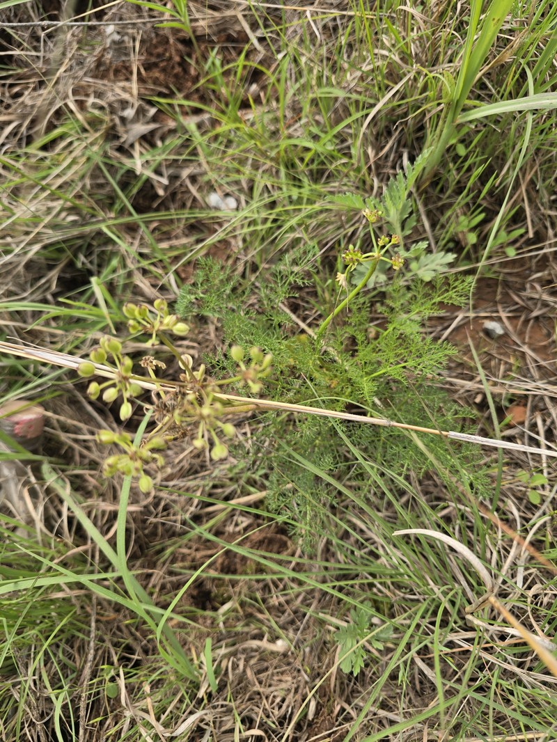 Lomatium foeniculaceum subsp. daucifolium photo 4