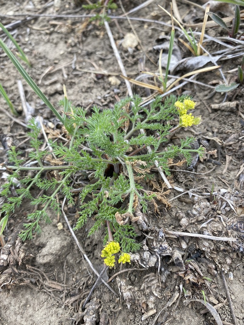 Lomatium foeniculaceum subsp. daucifolium photo 5
