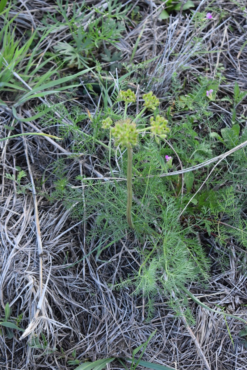 Lomatium foeniculaceum subsp. daucifolium photo 6