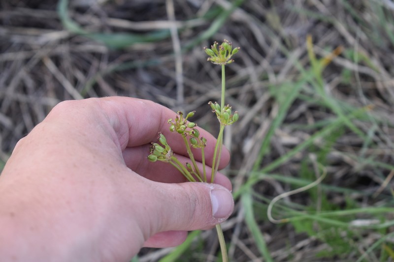 Lomatium foeniculaceum subsp. daucifolium photo 7