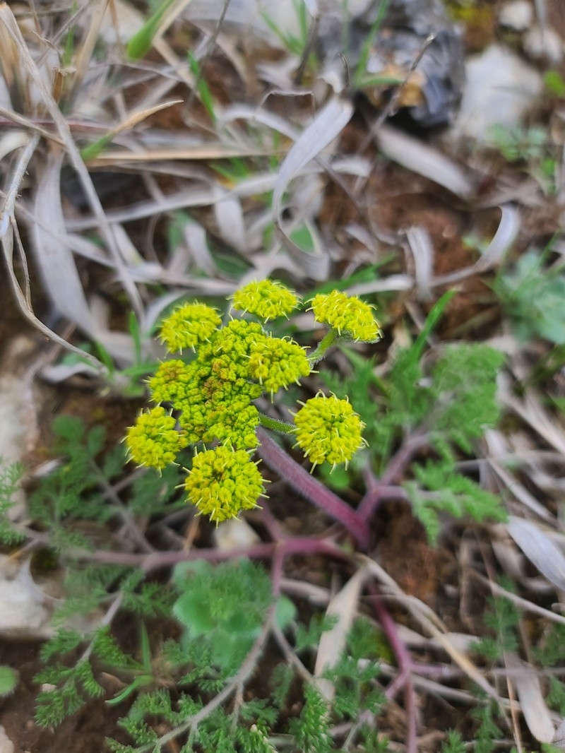 Lomatium foeniculaceum subsp. daucifolium photo 8