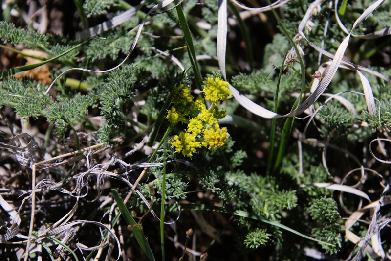 Lomatium foeniculaceum subsp. foeniculaceum