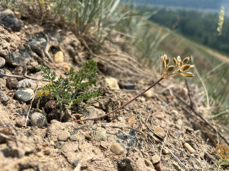 Lomatium foeniculaceum subsp. foeniculaceum photo 2