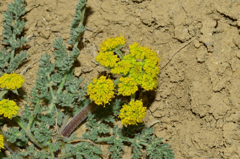 Lomatium foeniculaceum subsp. foeniculaceum photo 3