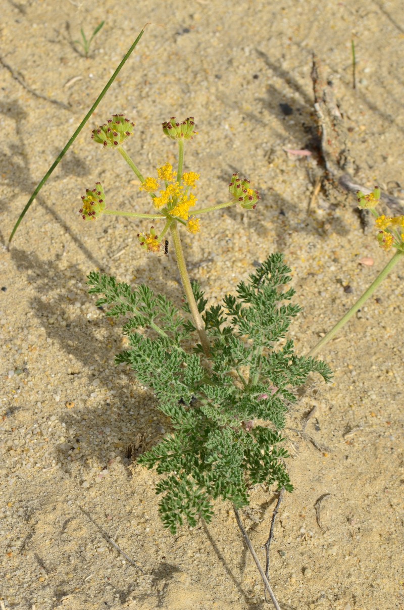 Lomatium foeniculaceum subsp. foeniculaceum photo 4