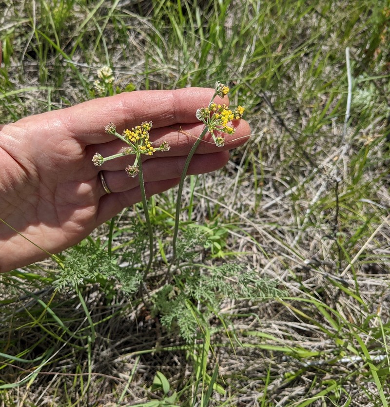 Lomatium foeniculaceum subsp. foeniculaceum photo 5