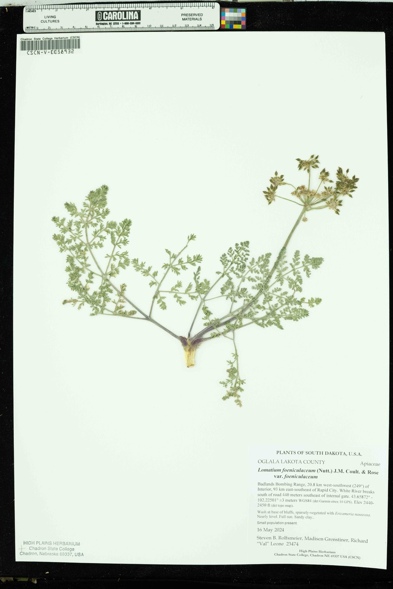 Lomatium foeniculaceum subsp. foeniculaceum photo 6
