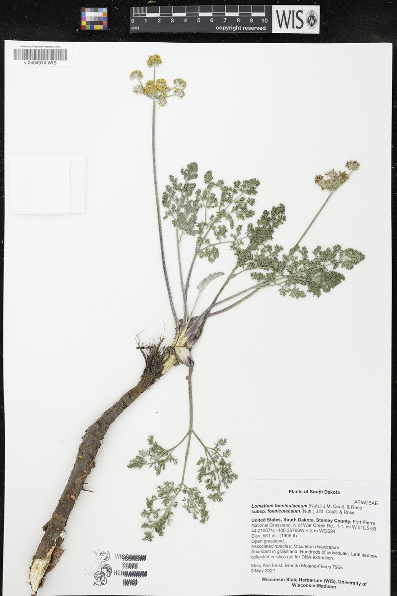 Lomatium foeniculaceum subsp. foeniculaceum photo 8
