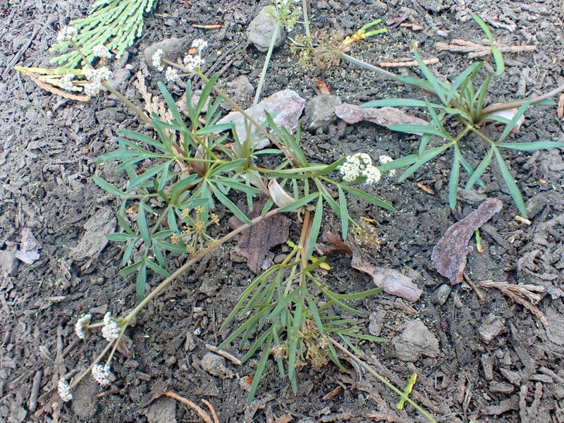 California Indian Potato photo 2