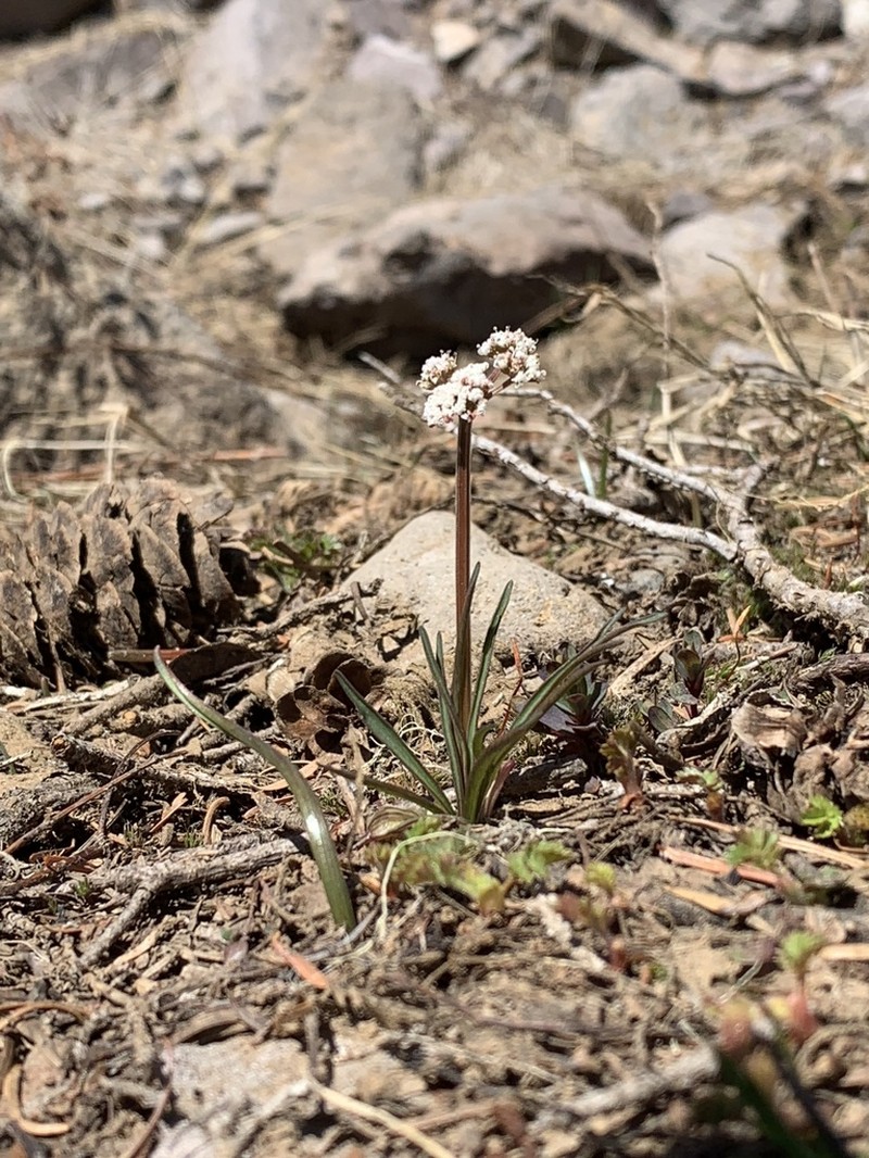 California Indian Potato photo 3