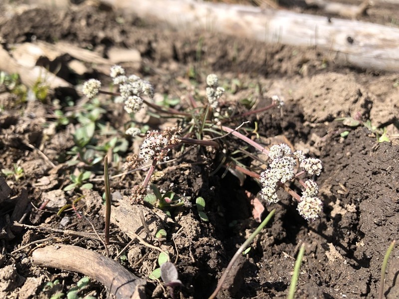 California Indian Potato photo 5