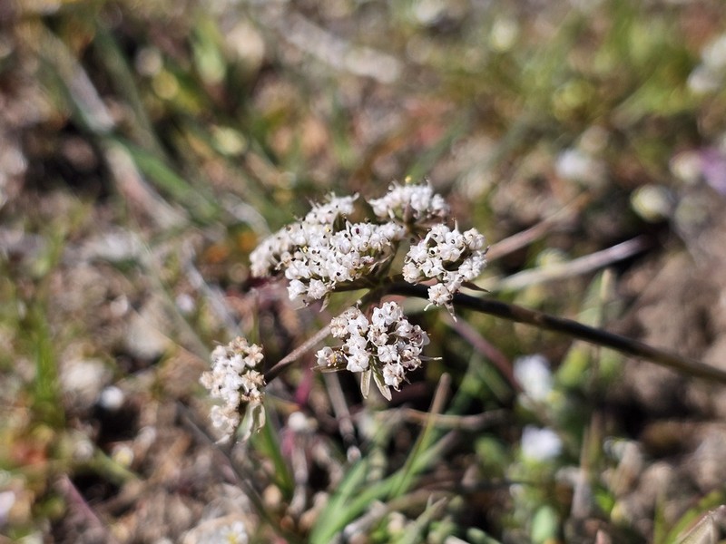 Geyer's Biscuitroot photo 2