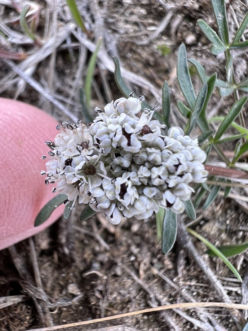 Geyer's Biscuitroot photo 3