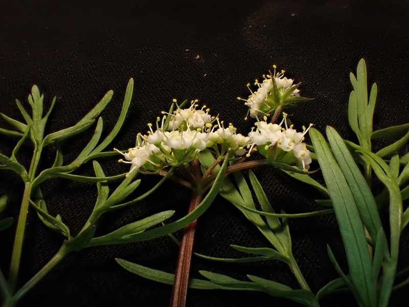 Geyer's Biscuitroot photo 4