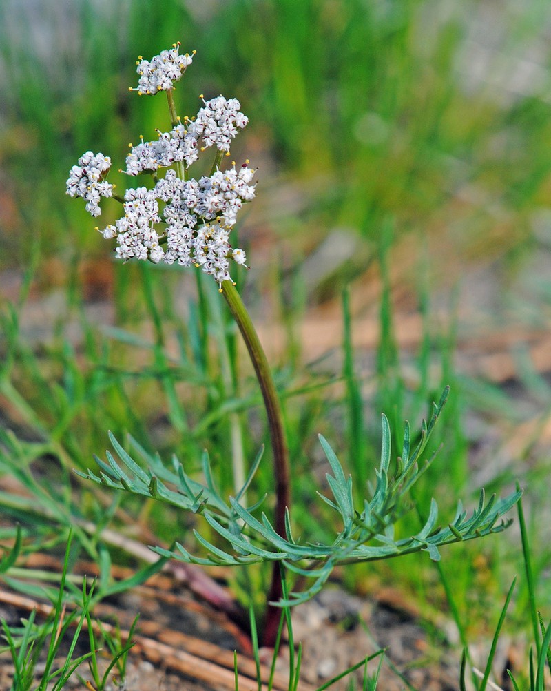 Geyer's Biscuitroot photo 6