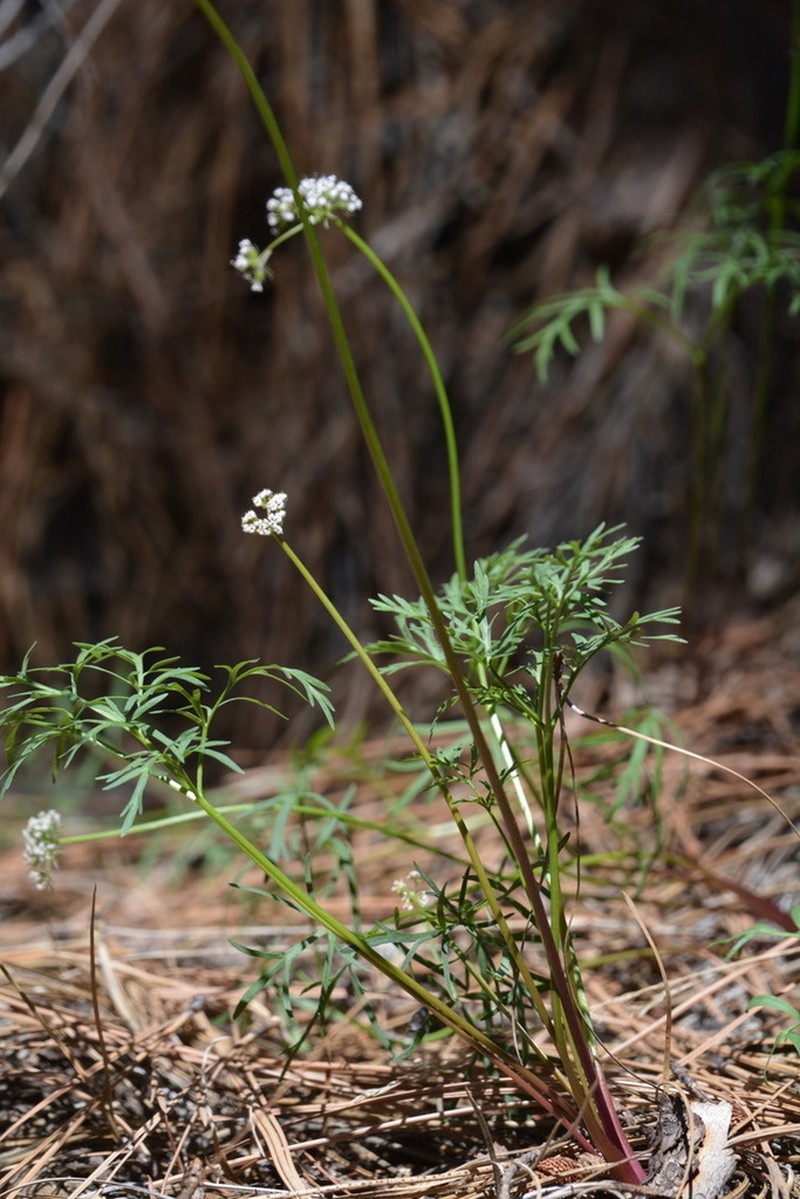 Geyer's Biscuitroot photo 7