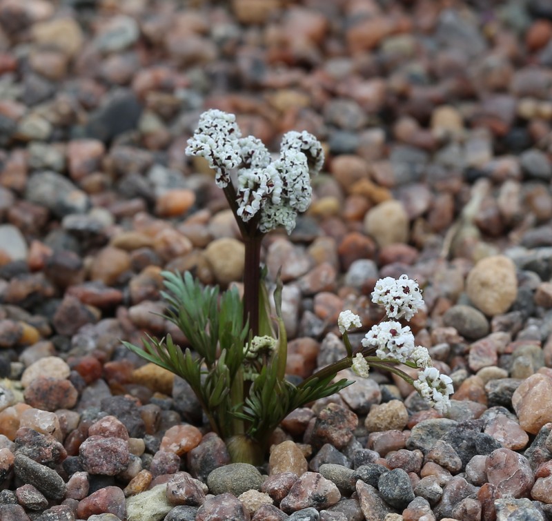Gorman's Biscuitroot