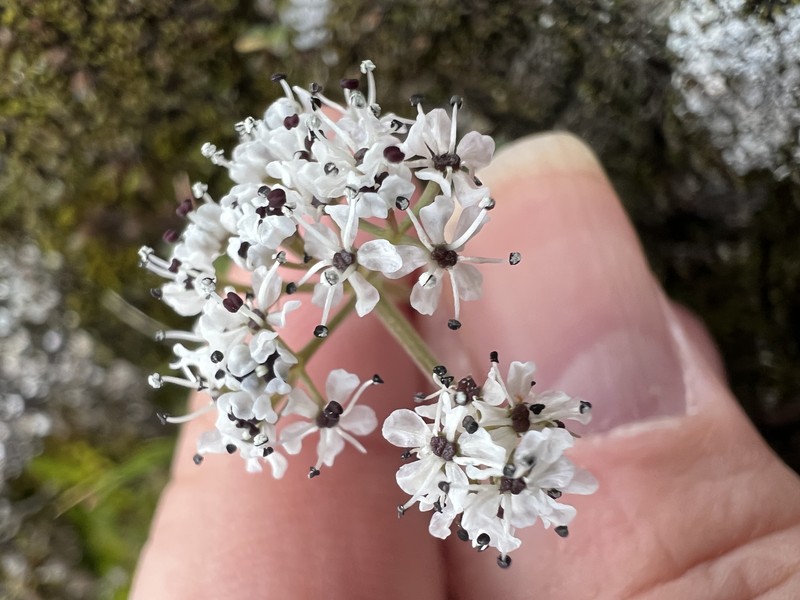 Gorman's Biscuitroot photo 2