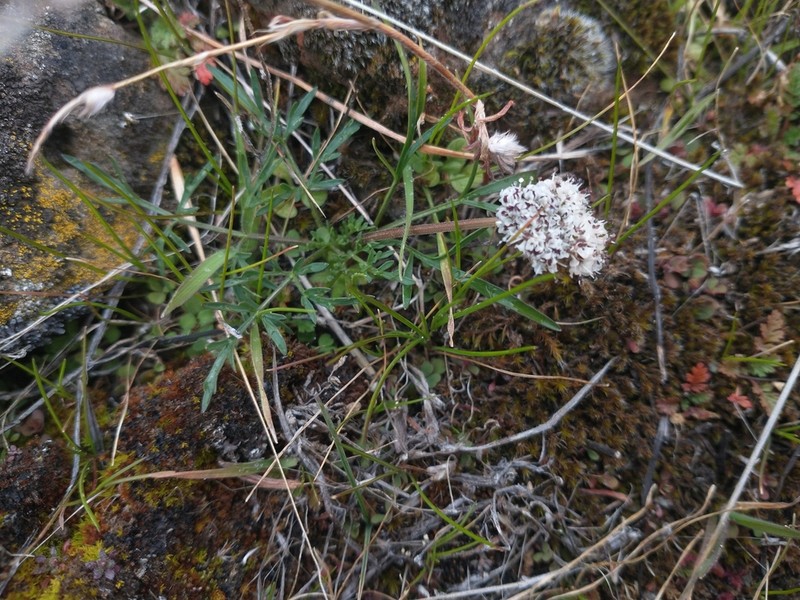 Gorman's Biscuitroot photo 4