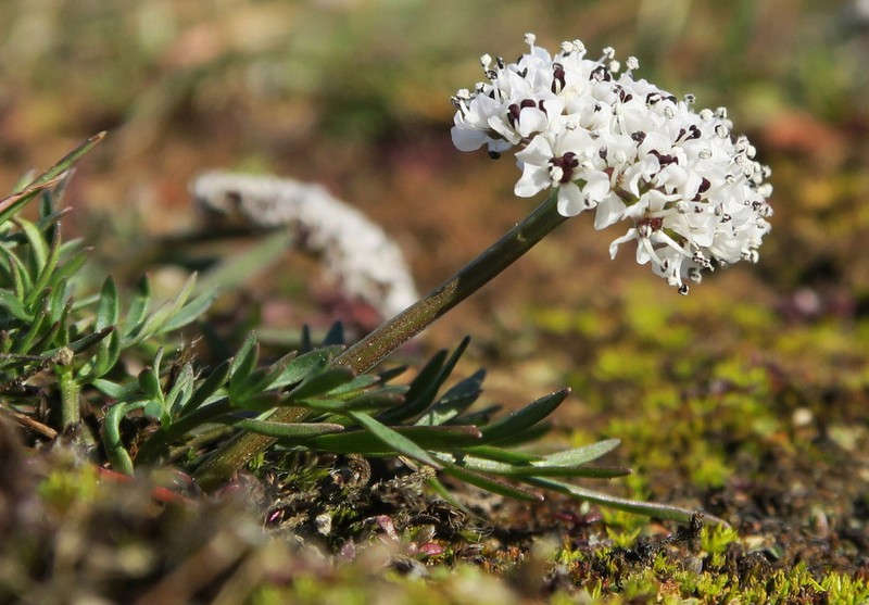 Gorman's Biscuitroot photo 5