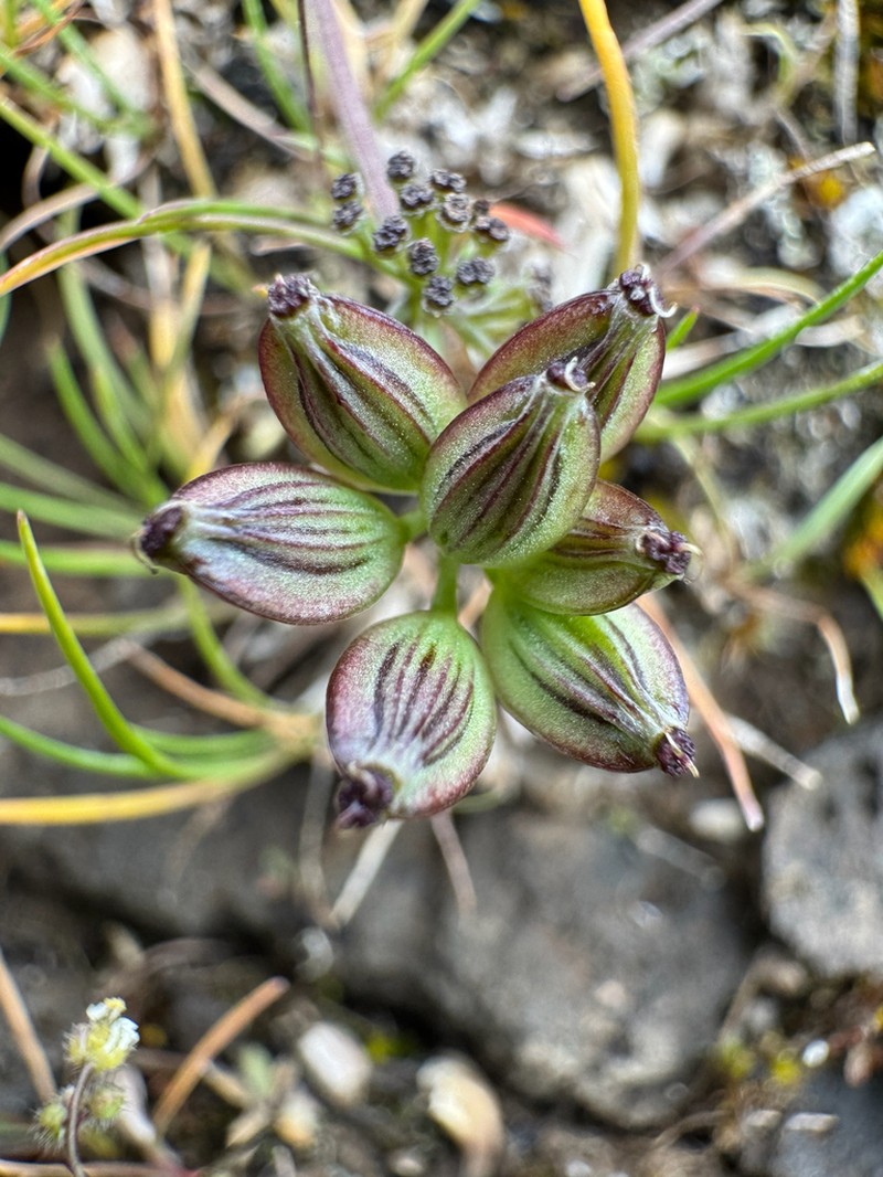 Gorman's Biscuitroot photo 6