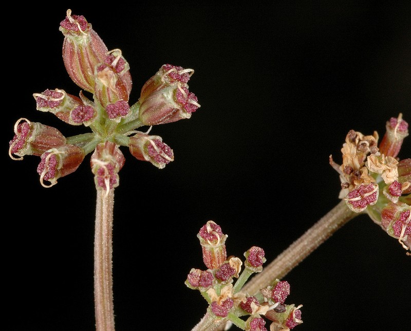 Gorman's Biscuitroot photo 7
