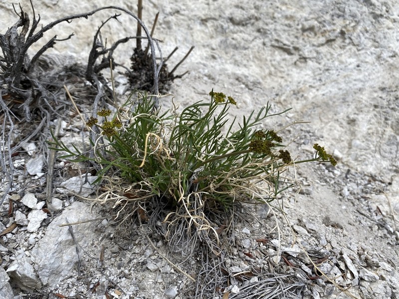 King Desertparsley