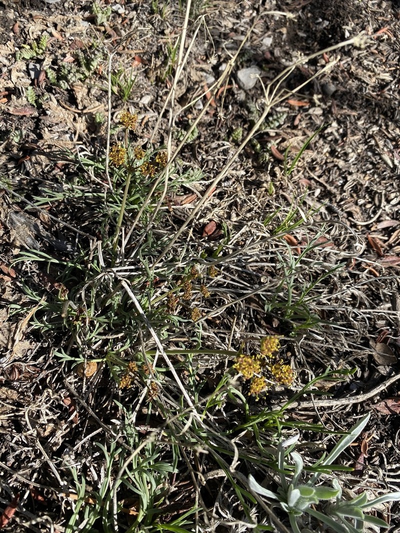 King Desertparsley photo 2