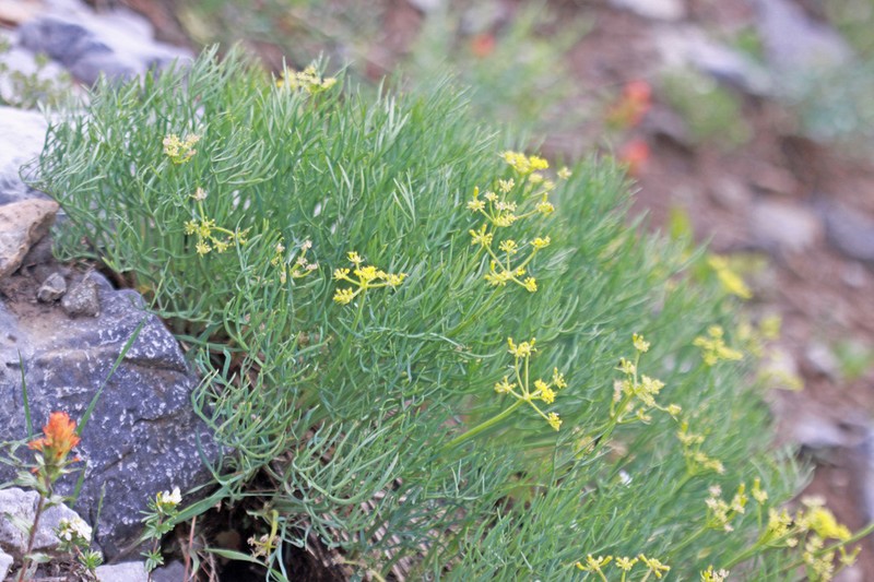 King Desertparsley photo 3