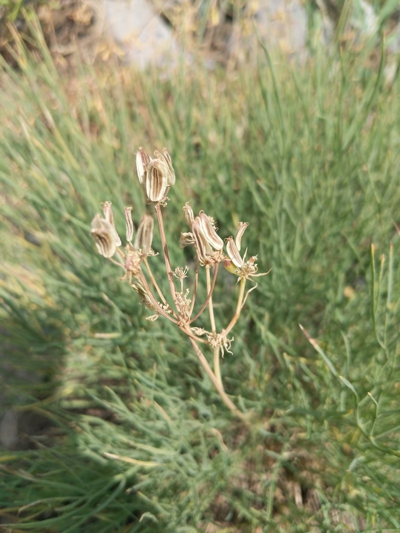 King Desertparsley photo 4