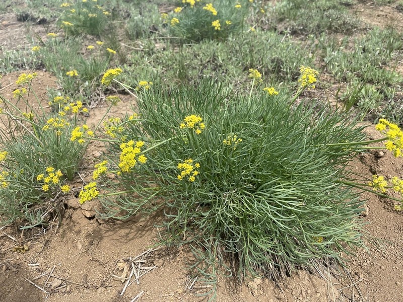 King Desertparsley photo 5
