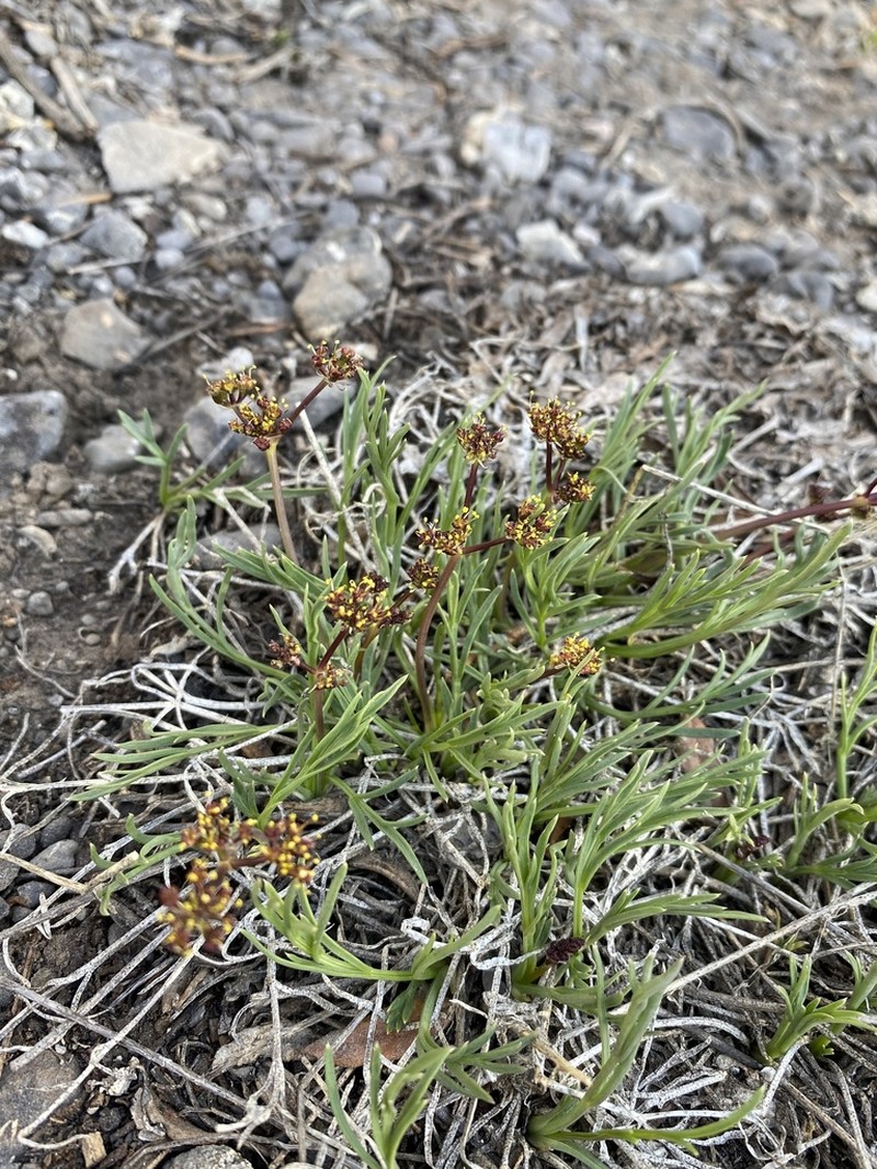 King Desertparsley photo 6