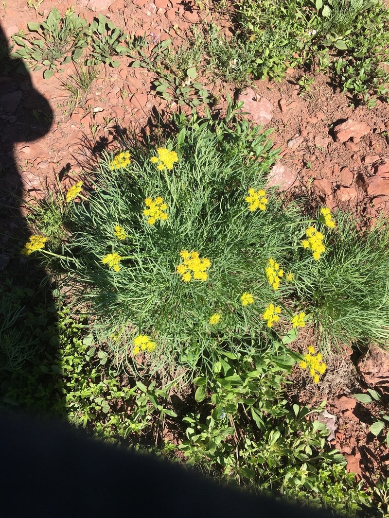 King Desertparsley photo 7