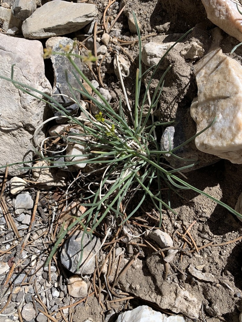 King Desertparsley photo 8