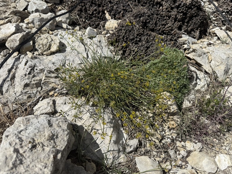 Lomatium graveolens var. alpinum