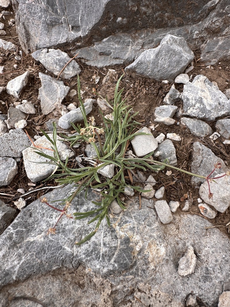 Lomatium graveolens var. alpinum photo 2