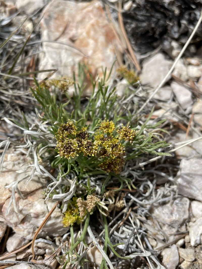 Lomatium graveolens var. alpinum photo 3