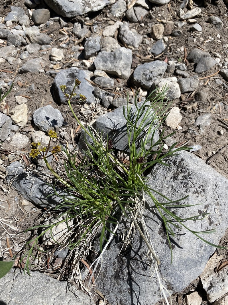 Lomatium graveolens var. alpinum photo 4