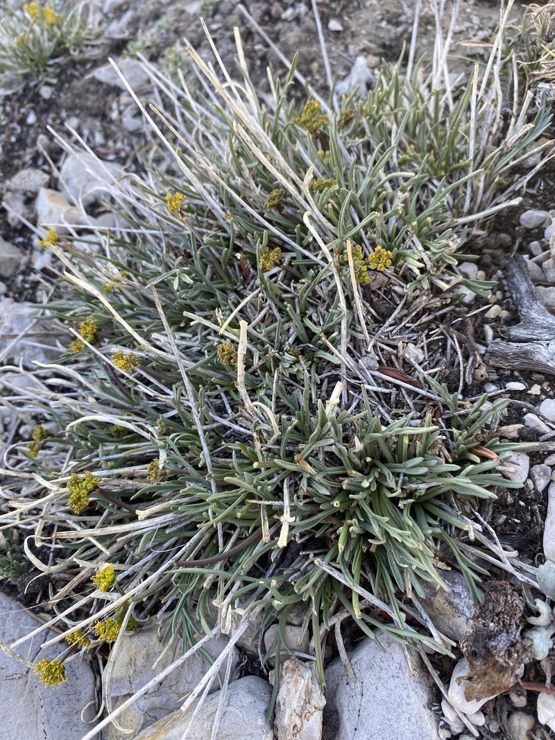 Lomatium graveolens var. alpinum photo 5