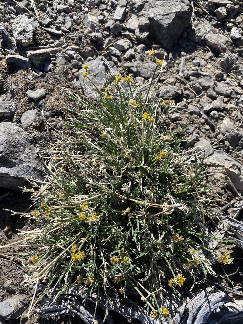 Lomatium graveolens var. alpinum photo 6