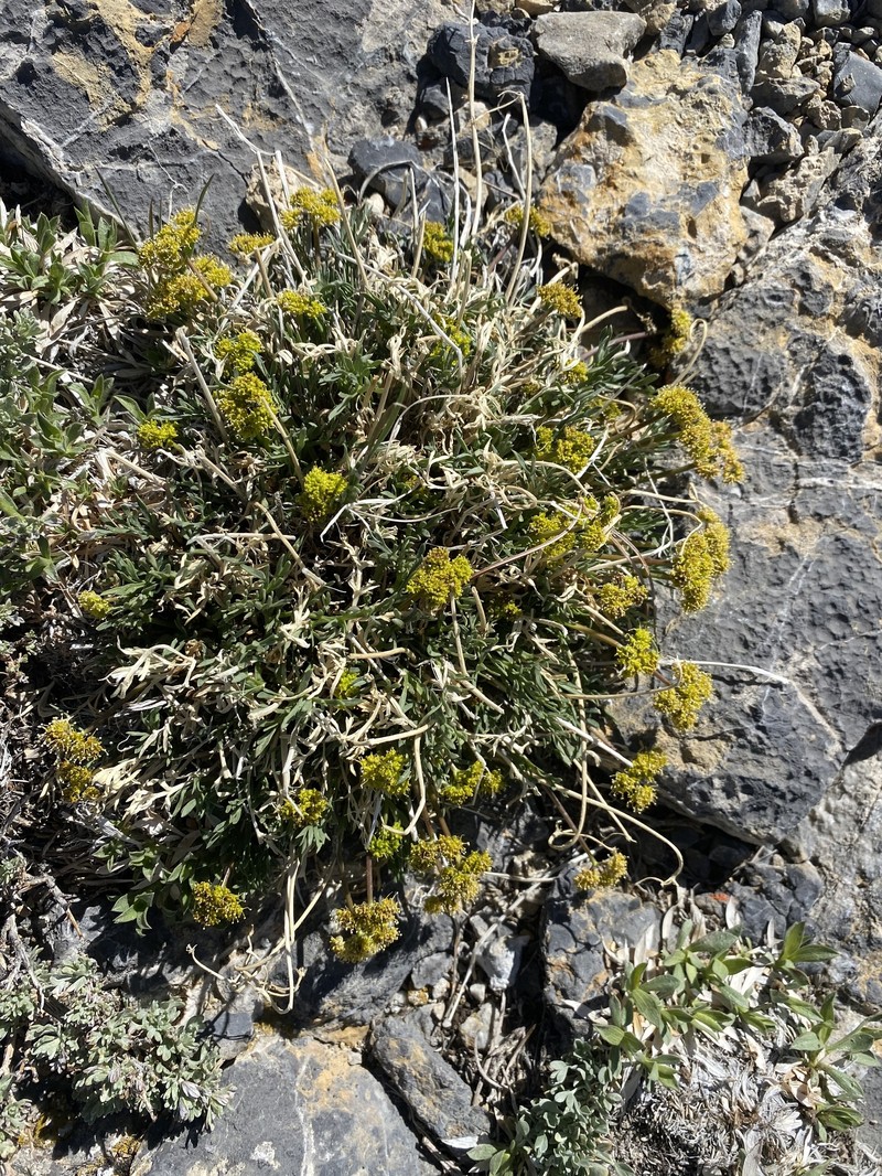Lomatium graveolens var. alpinum photo 7
