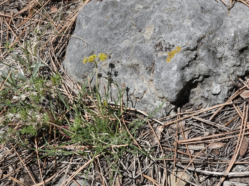 Lomatium graveolens var. alpinum photo 8