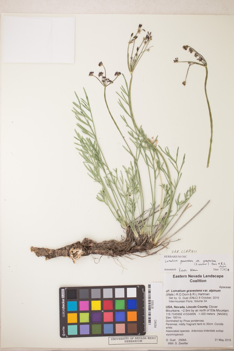 Lomatium graveolens var. clarkii
