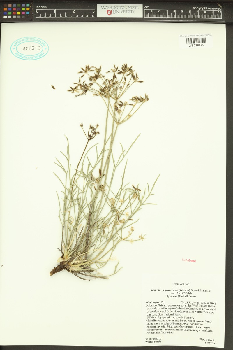 Lomatium graveolens var. clarkii photo 2