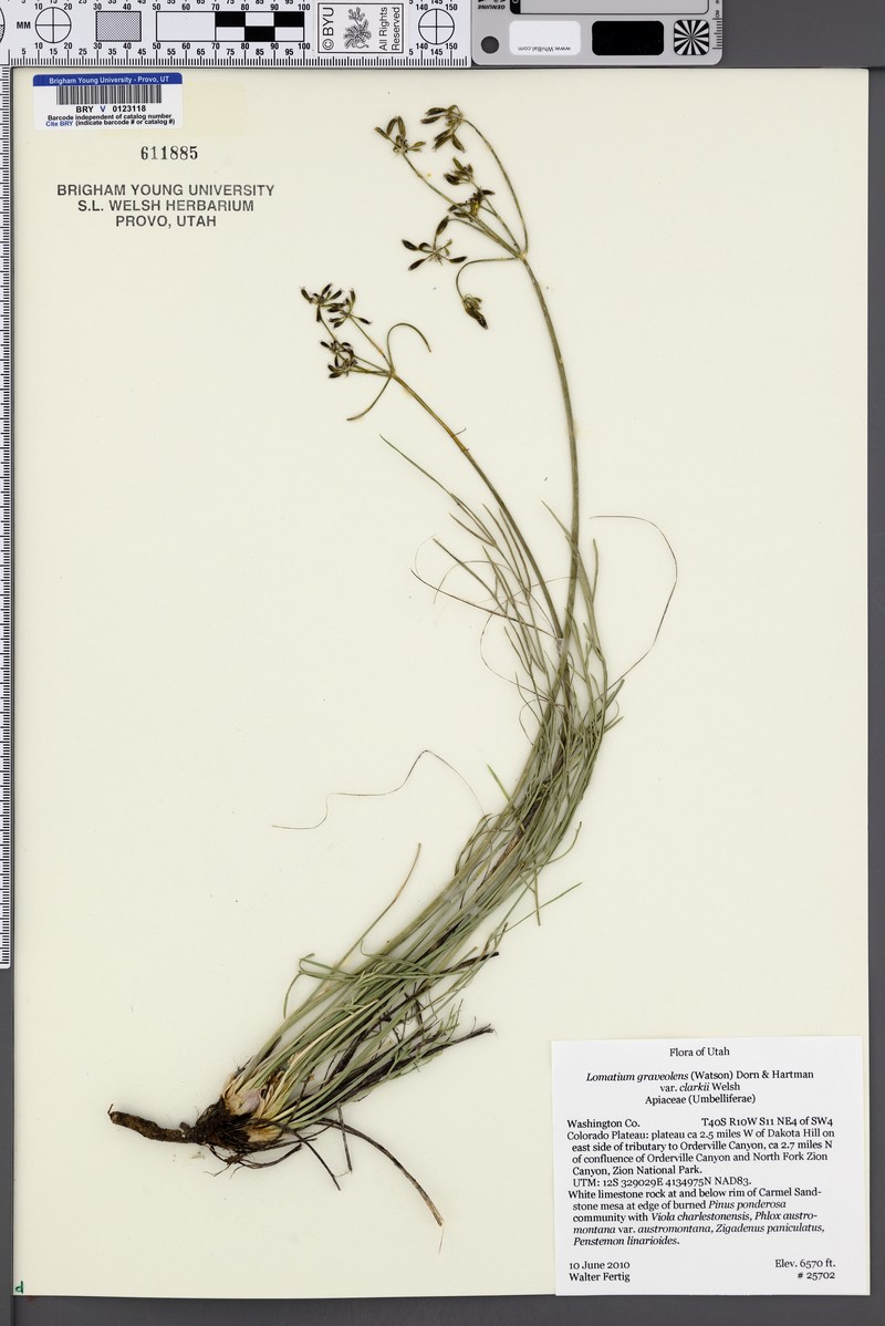 Lomatium graveolens var. clarkii photo 3
