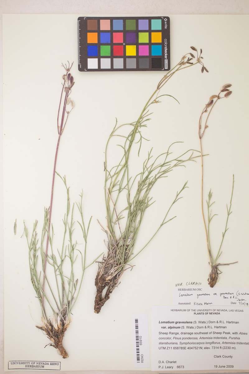 Lomatium graveolens var. clarkii photo 4