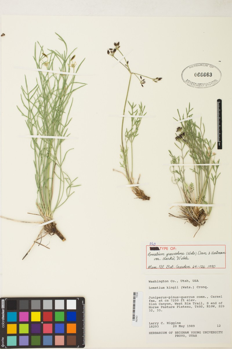 Lomatium graveolens var. clarkii photo 5