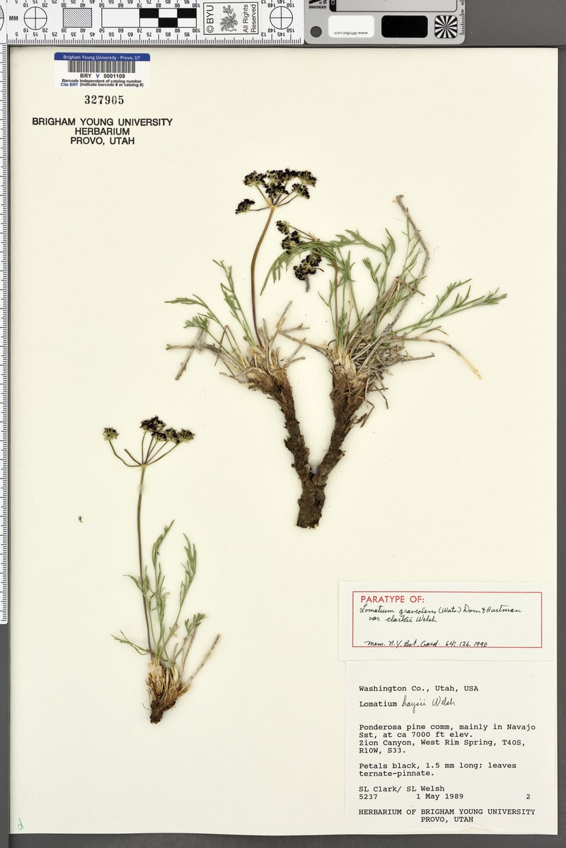 Lomatium graveolens var. clarkii photo 6