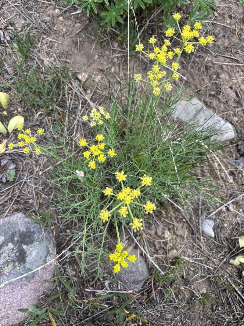 Lomatium graveolens var. graveolens