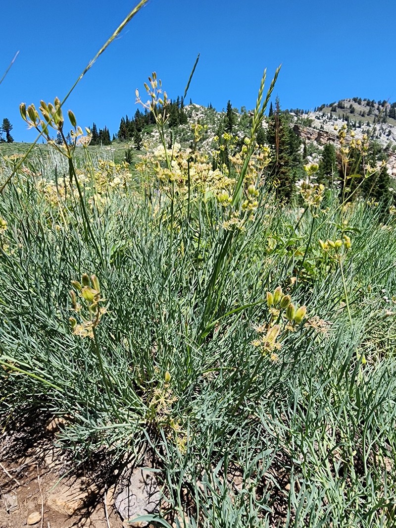 Lomatium graveolens var. graveolens photo 2